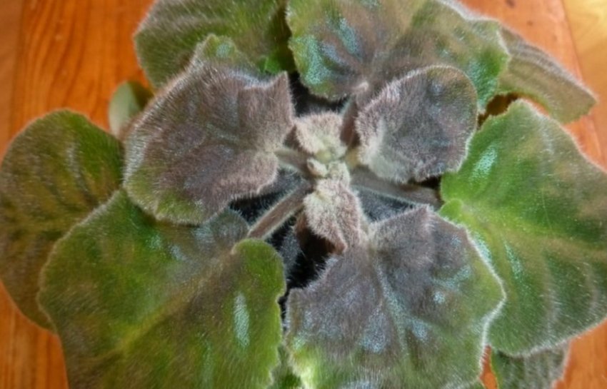 Сіра гниль Сіра гниль