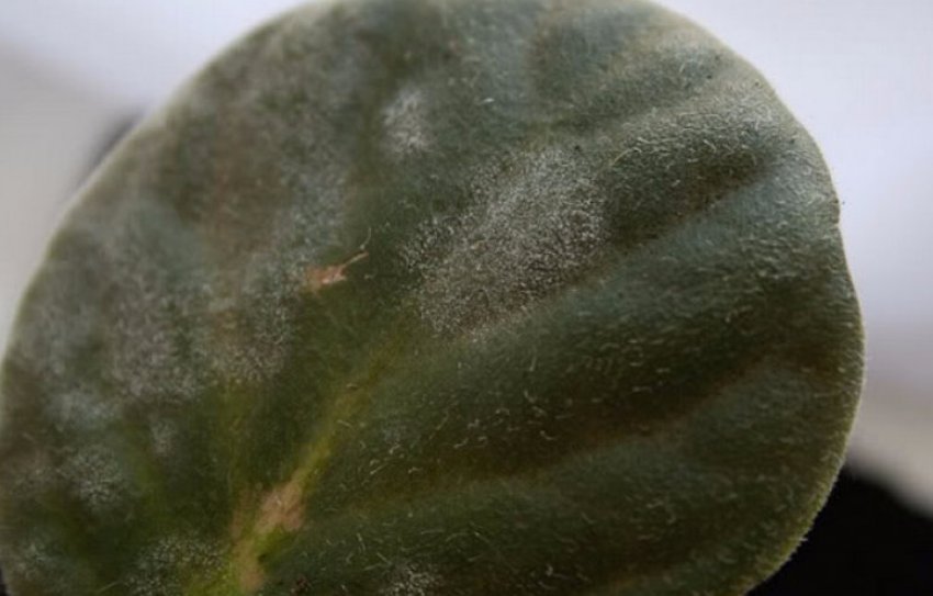 Борошниста роса Борошниста роса