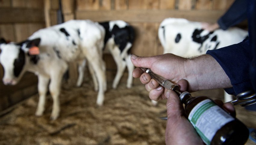 Вакцинація ВРХ