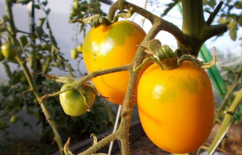 Іспанський золотий