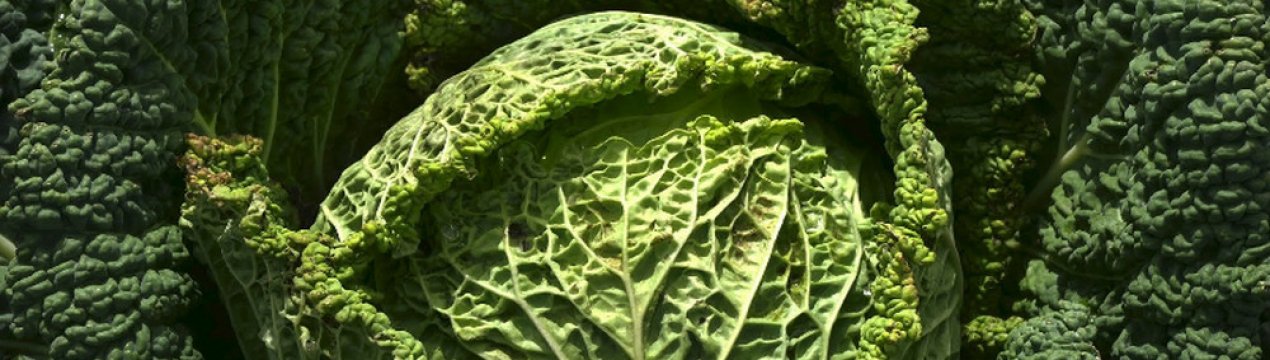 Савойська капуста: корисні властивості, протипоказання, агротехніка вирощування