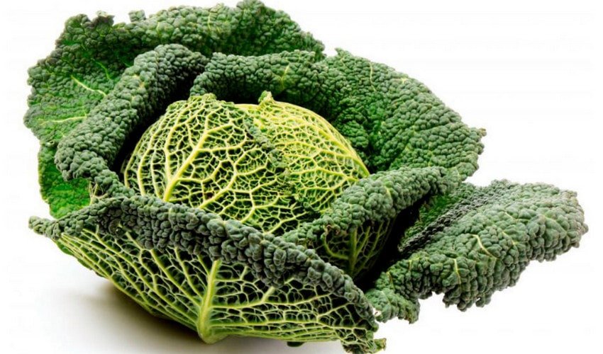 Савойська капуста Савойська капуста