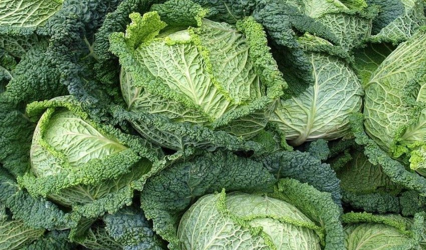 Савойська капуста Савойська капуста