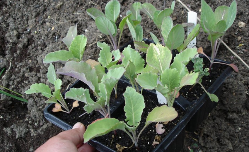 Розсада брюссельської капусти Розсада брюссельської капусти