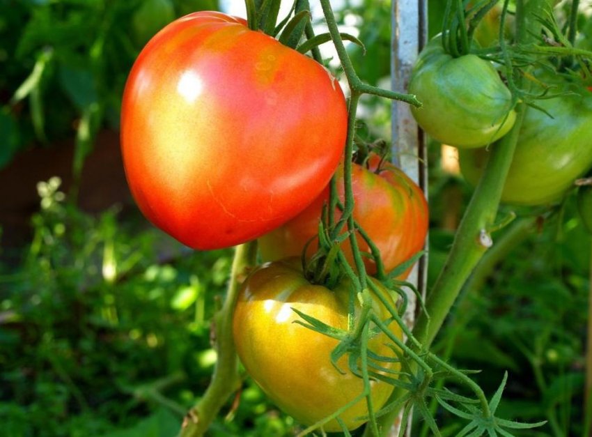 Селекція і ботанічний опис культури