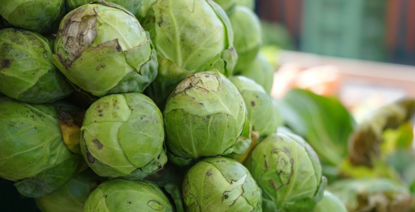 Фузаріоз Фузаріоз