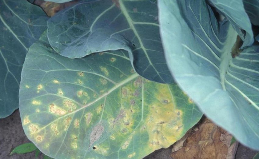 Борошниста роса Борошниста роса