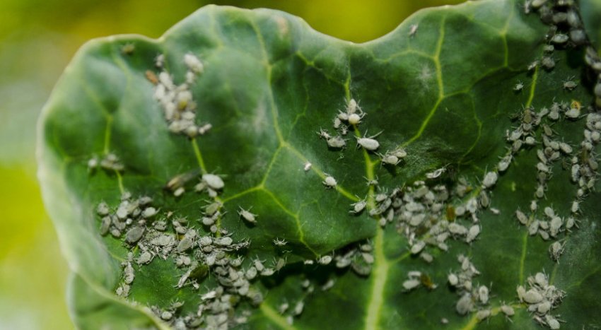 Попелиця Попелиця