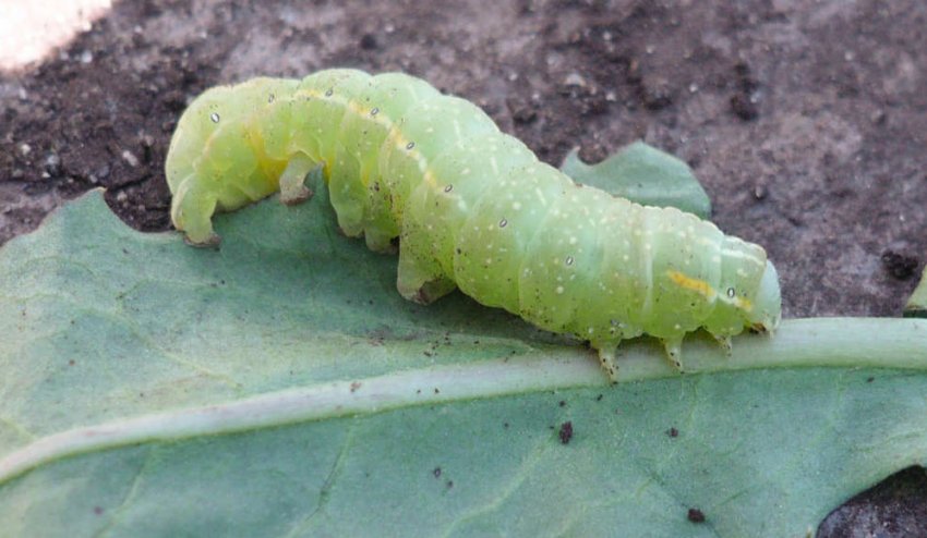 Гусениці Гусениці