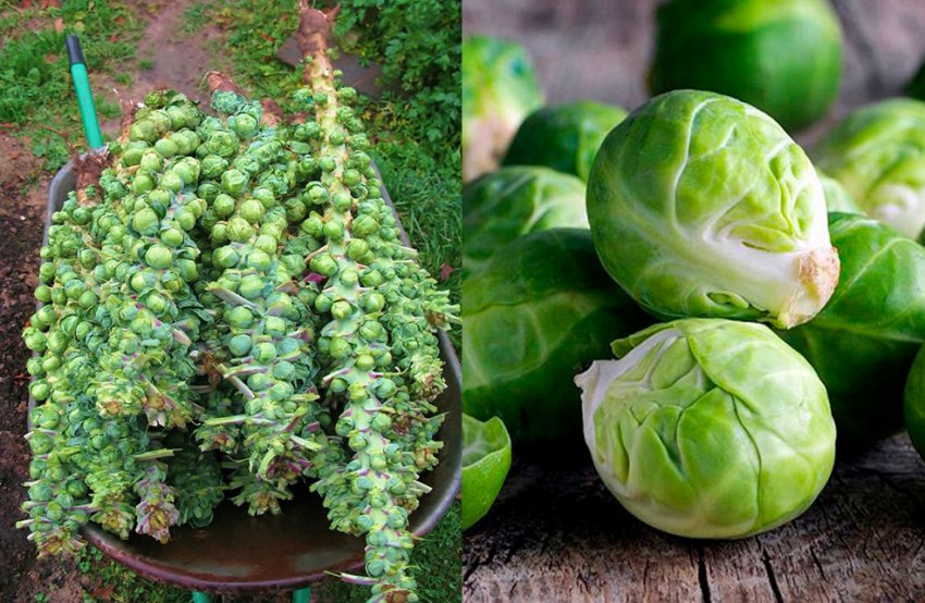 Урожай брюссельської капусти Урожай брюссельської капусти