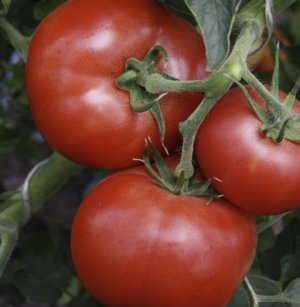 Томат Лялька f1 Томат Лялька f1