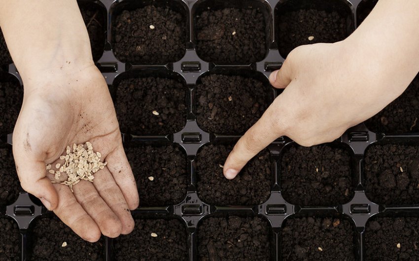 Посів насіння томатів Посів насіння томатів