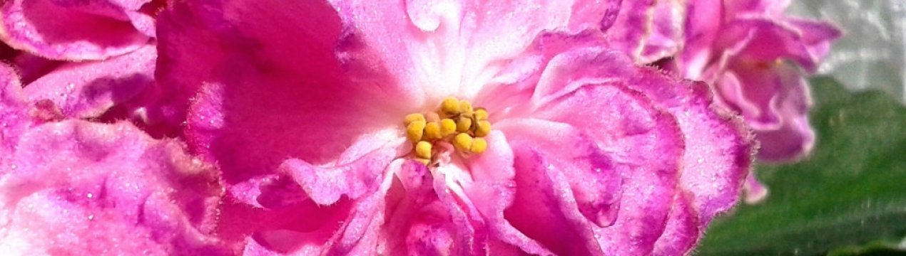 Фіалка Олеся: особливості вирощування та догляду в домашніх умовах