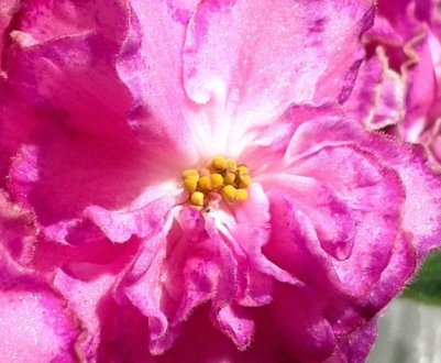 Фіалка Олеся: особливості вирощування та догляду в домашніх умовах