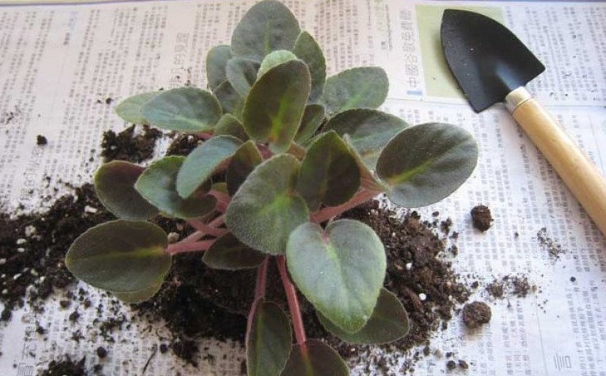 Пересадка фіалки