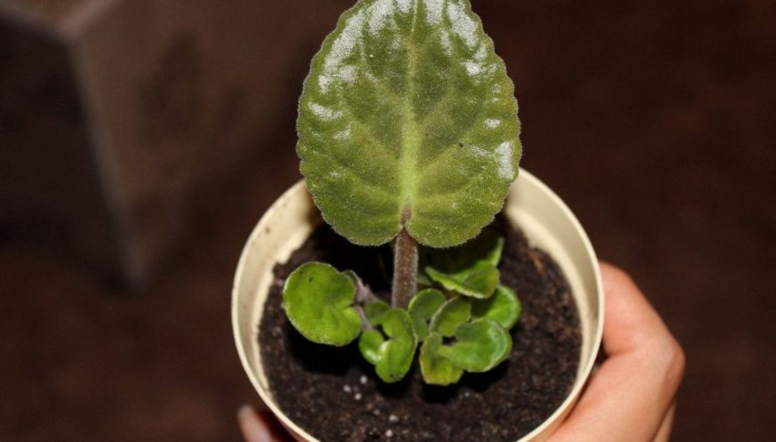 Розмноження живцюванням