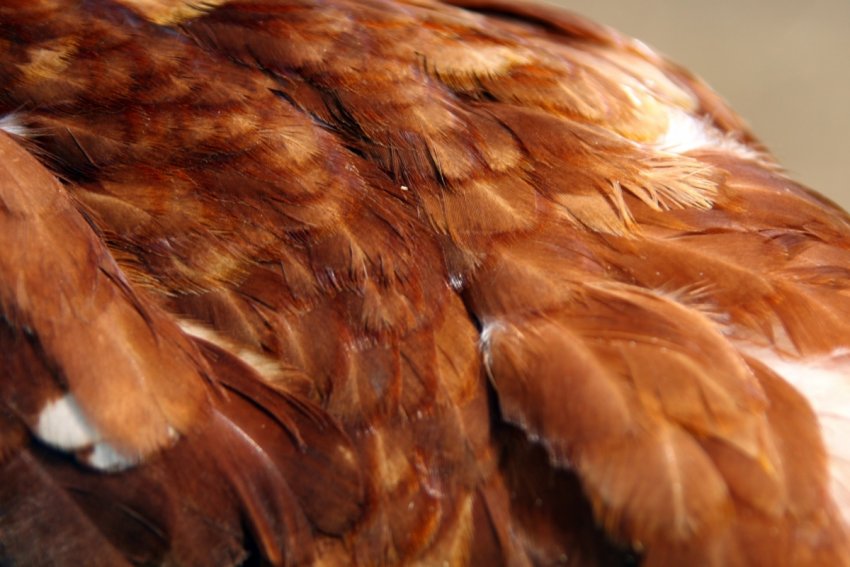 Оперення курки Оперення курки