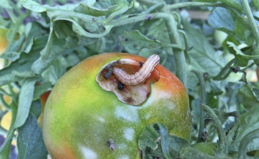 Совка на томатах Совка на томатах