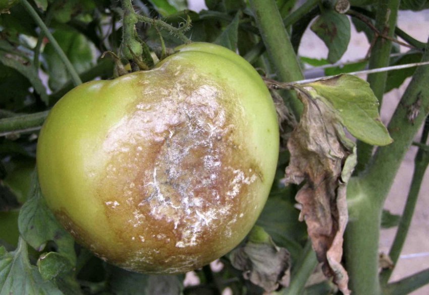 Фітофтороз Фітофтороз