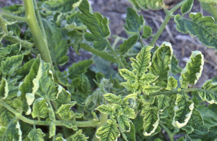 Мозаїка на томатах Мозаїка на томатах