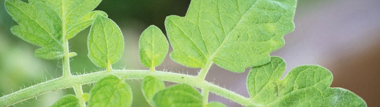 Томат Лялька F1: опис та характеристика сорту