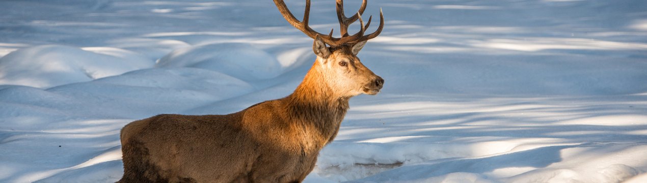 Російські оленярі надихають колег в усьому світі