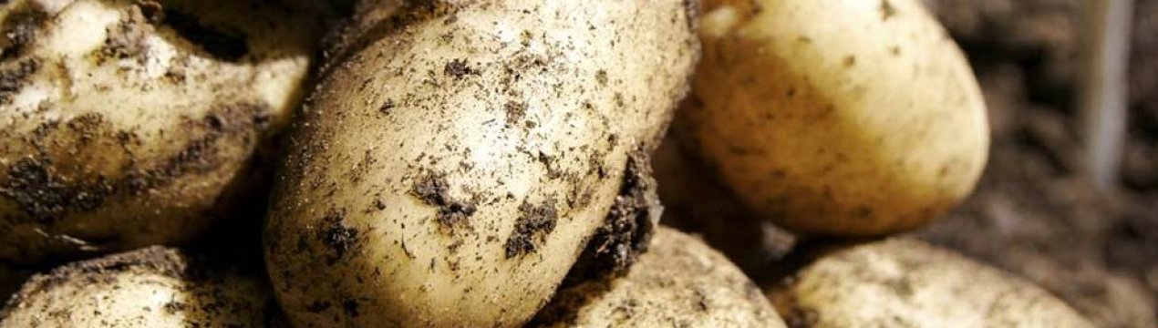 Картофель сорта Ласунок: характеристика и методы выращивания