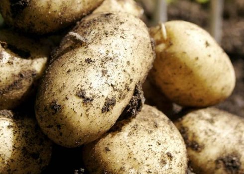 Картопля сорту Ласунок: характеристика та методи вирощування