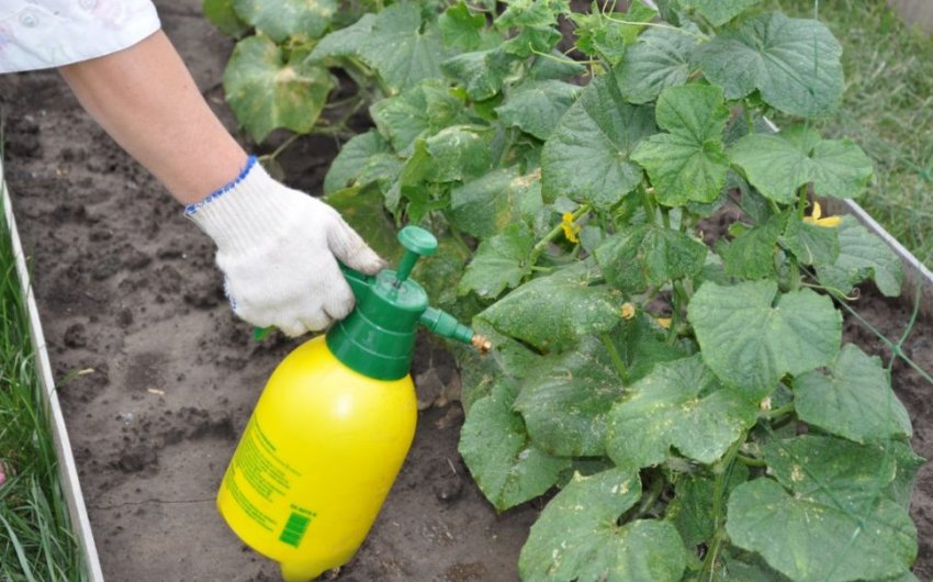 Позакореневе підживлення огірків Позакореневе підживлення огірків