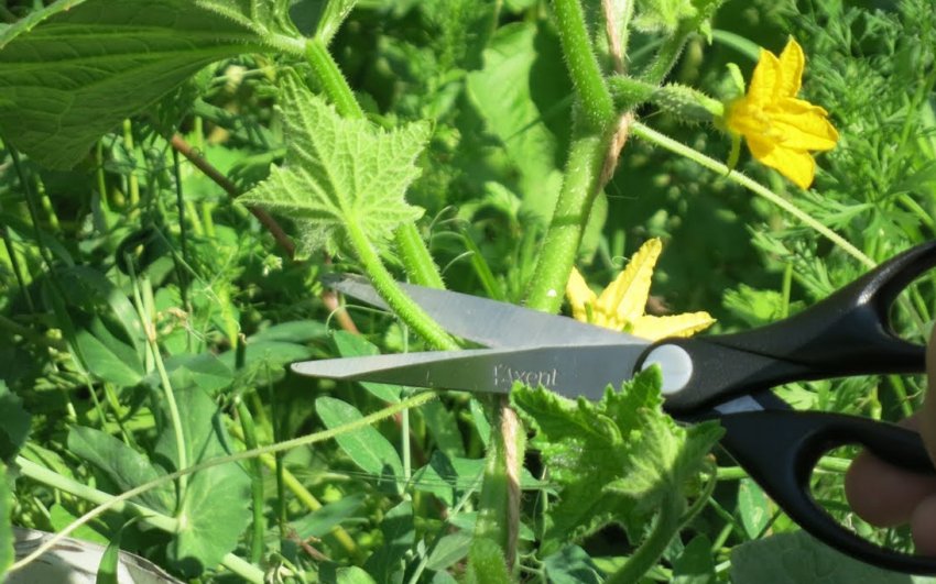 Формування куща Формування куща