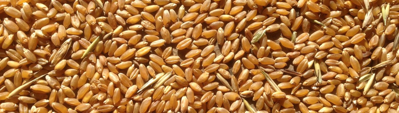 Моряки все активніше постачають світ російським зерном