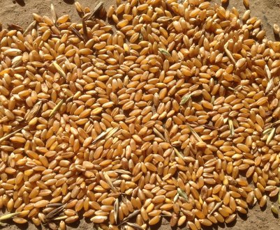 Моряки все активніше постачають світ російським зерном