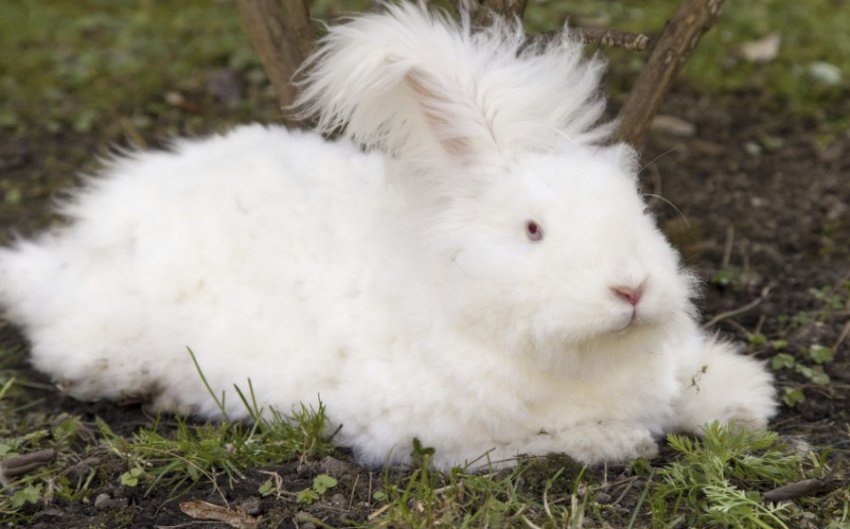 Ангорські кролики