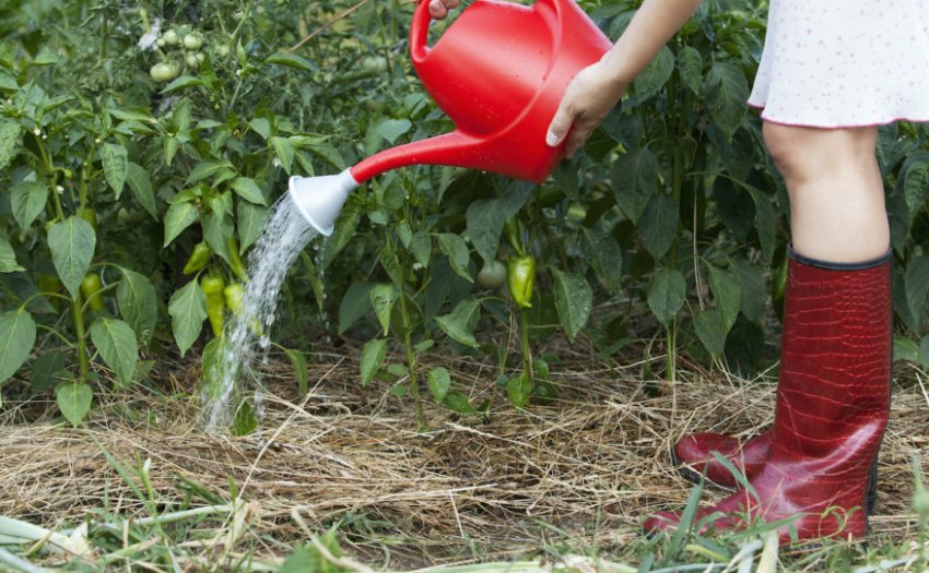 Полив перцю