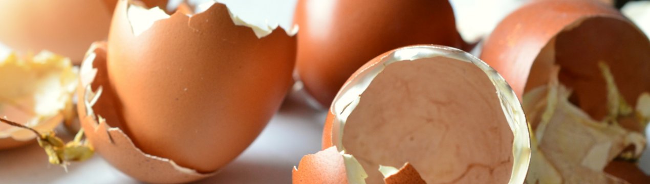 Почему тонкая скорлупа у куриных яиц что делать. Смотреть фото Почему тонкая скорлупа у куриных яиц что делать. Смотреть картинку Почему тонкая скорлупа у куриных яиц что делать. Картинка про Почему тонкая скорлупа у куриных яиц что делать. Фото Почему тонкая скорлупа у куриных яиц что делать