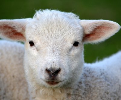 Високий попит на баранину надихає російських підприємців