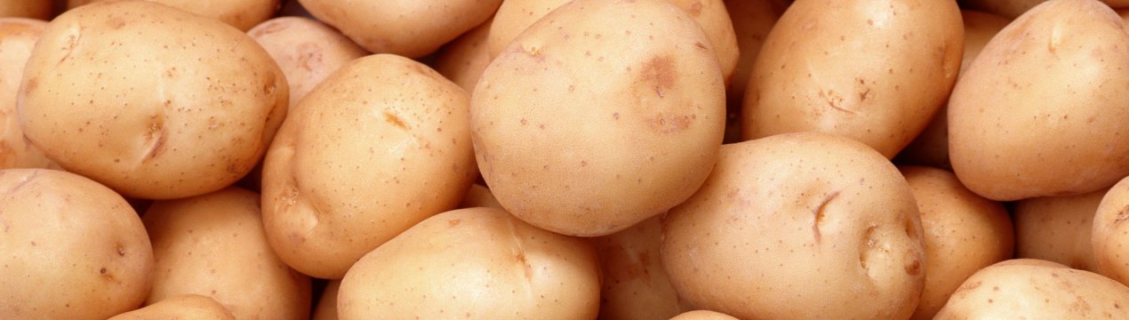 Уральські вчені піклуються про здоров'я картоплі