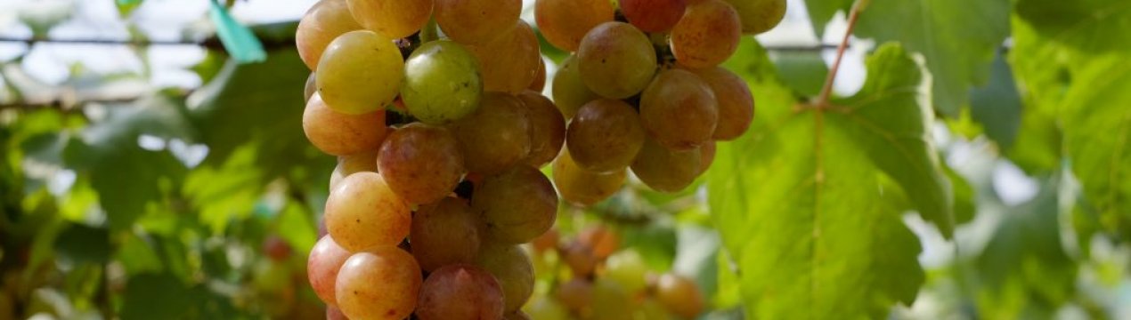 Сорт винограду Парижанка: опис, агротехніка вирощування