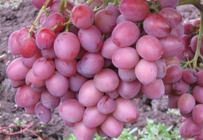 Застосування винограду Застосування винограду