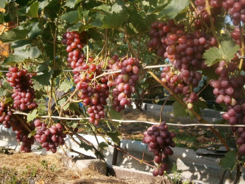 Де посадити на ділянці Де посадити на ділянці