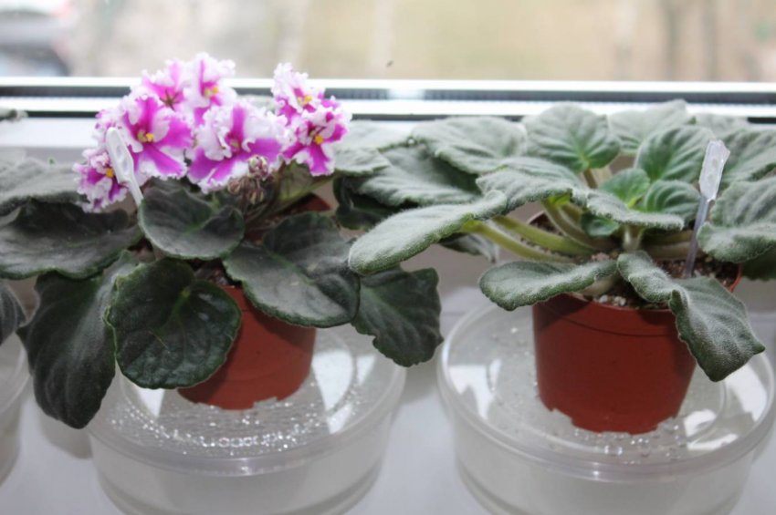 Полив Полив