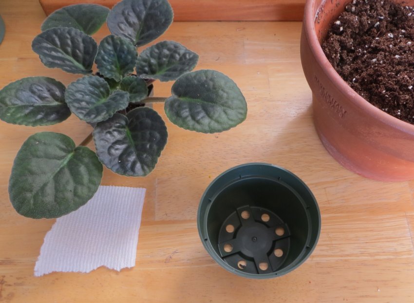 Пересадка фіалки Пересадка фіалки