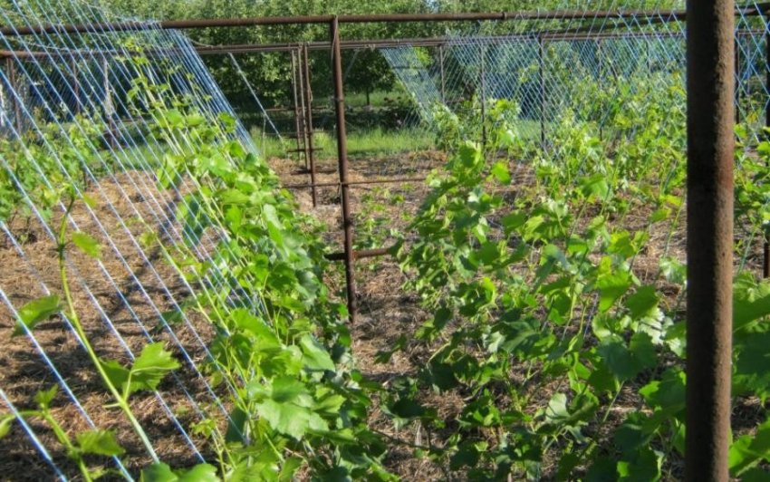 Підв'язування пагонів Підв'язування пагонів