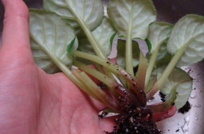 Коренева гниль Коренева гниль