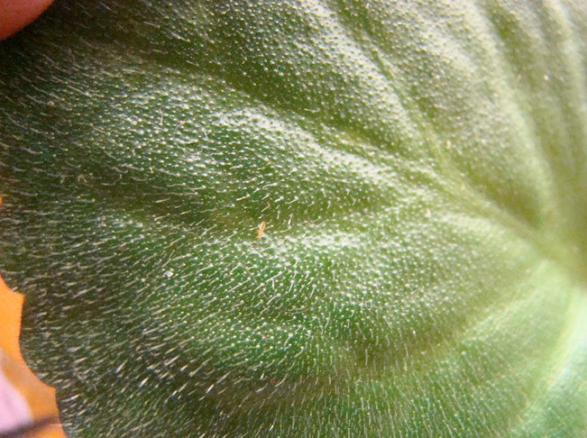 Трипси Трипси