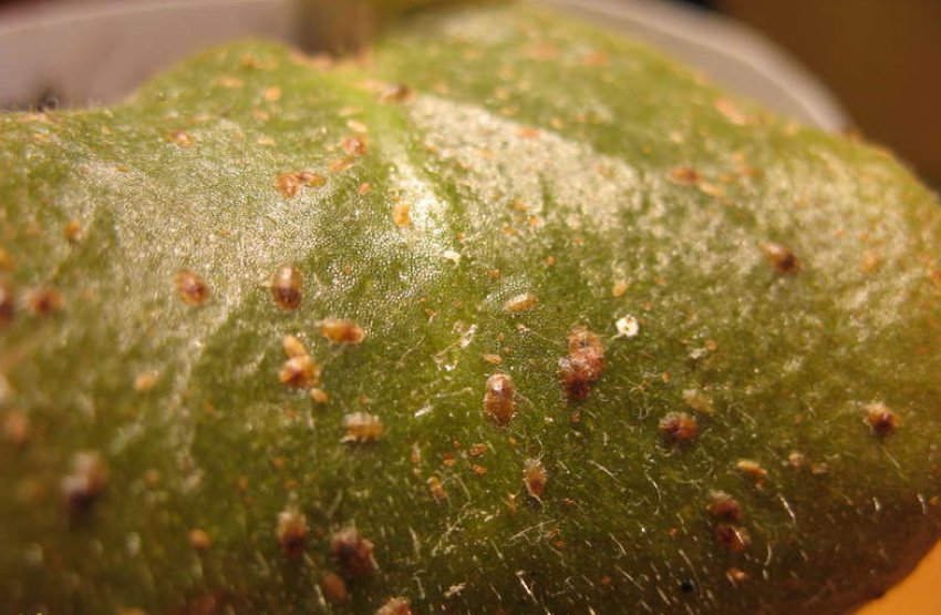 Щитівка Щитівка