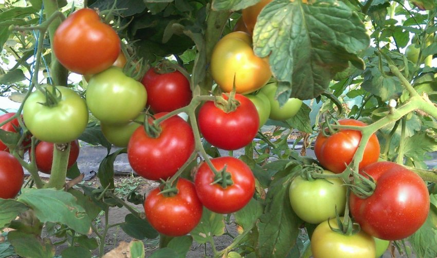 Томат Марфа f1