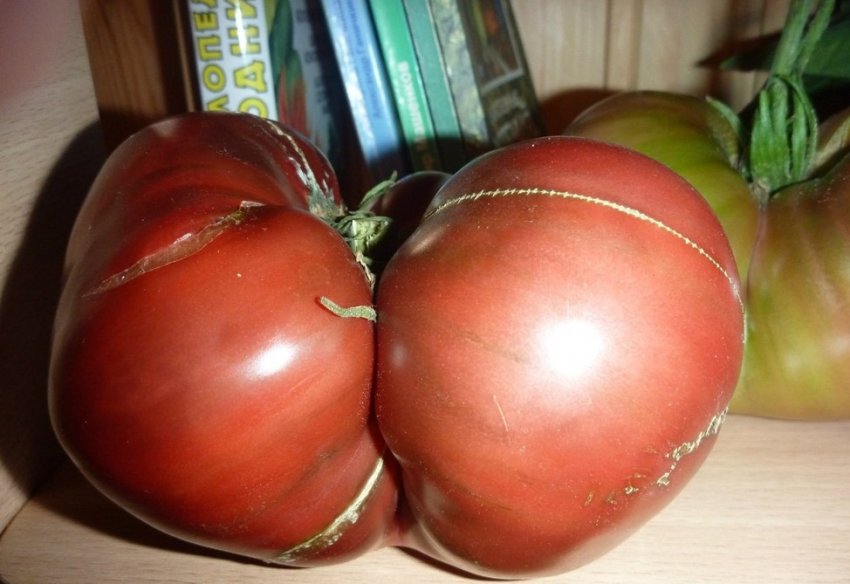 Опис сорту Опис сорту