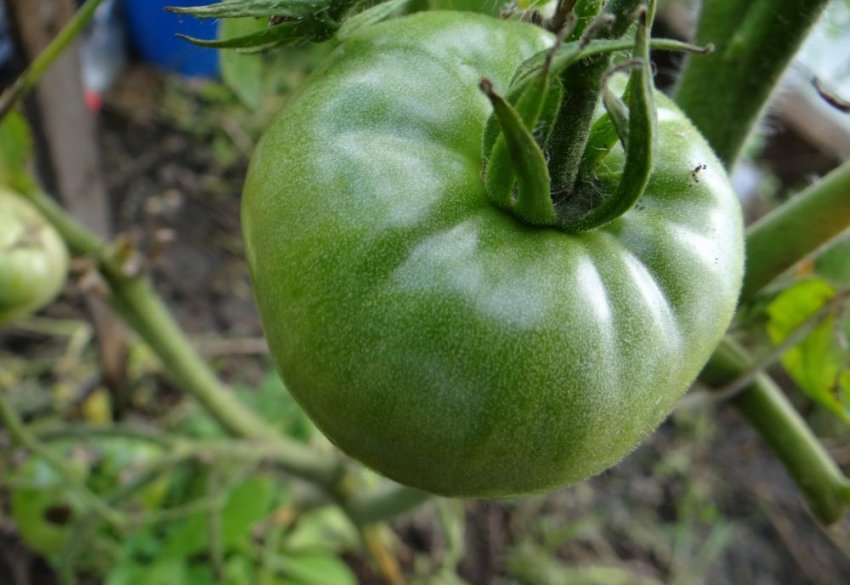 Оптимальні строки для посіву Оптимальні строки для посіву