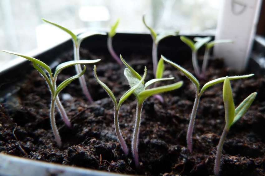 Посів насіння томатів Посів насіння томатів